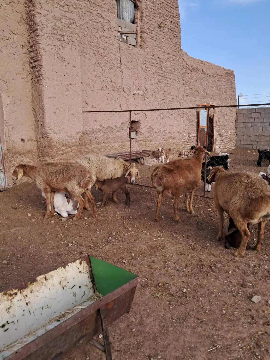 میش بز قوچ|حیوانات مزرعه|زیرکوه, |دیوار