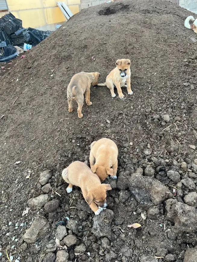 سگ راسل تریر|سگ|نسیم‌شهر, |دیوار