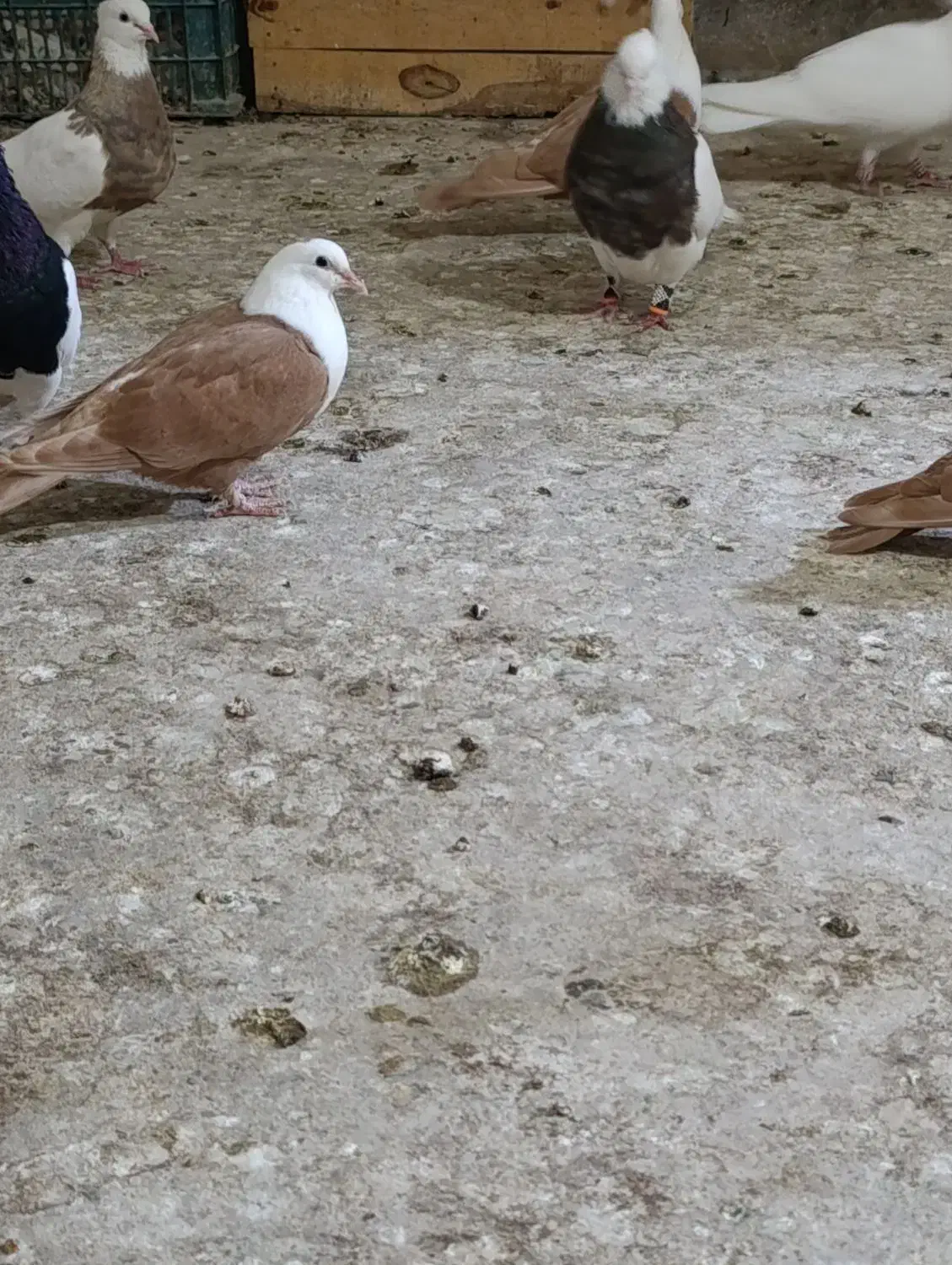 کله سفید|پرنده|بهبهان, |دیوار