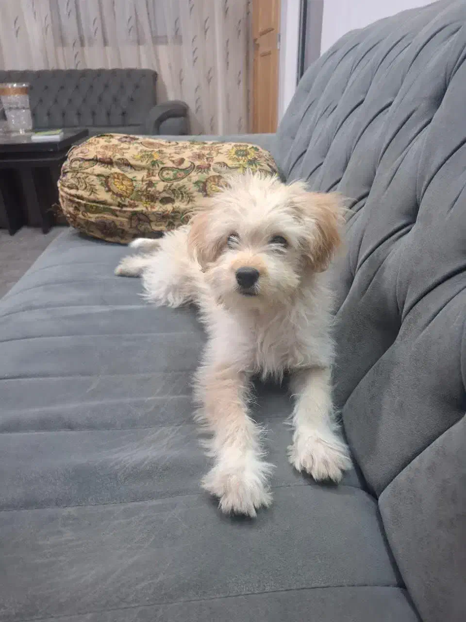 سگ خانگی|سگ|قم, قلعه عموحسین|دیوار