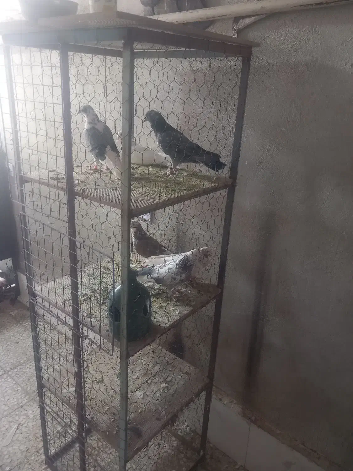 جفتکن کفتر کبوتر|لوازم جانبی حیوانات|گرمسار, |دیوار