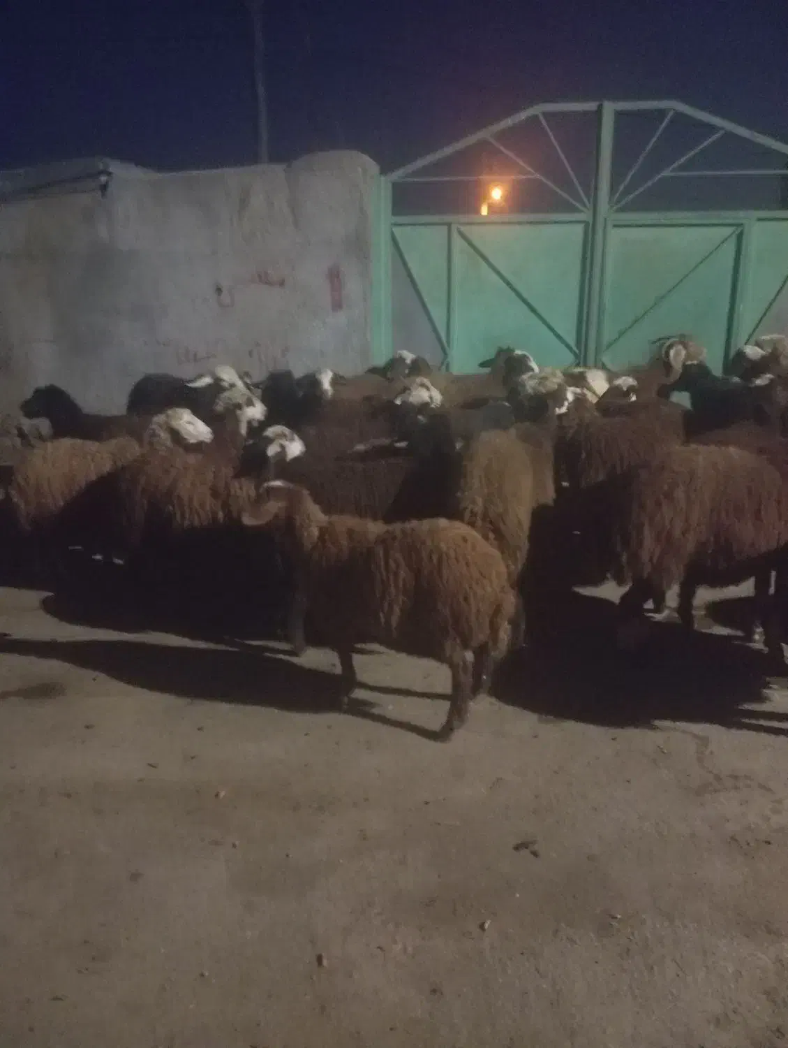 ۲۷تا توغلی|حیوانات مزرعه|سرعین, |دیوار