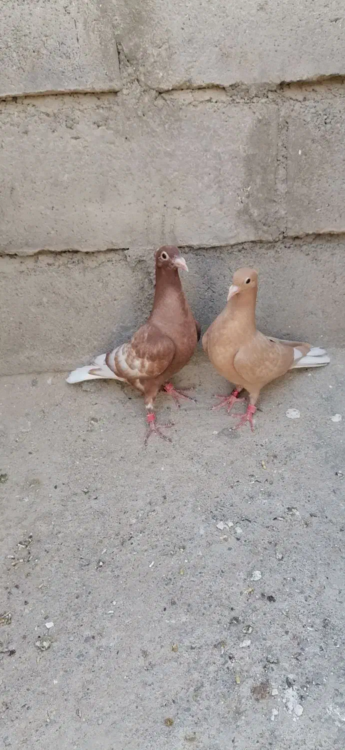 کارل میوملز کاکلی دم سفید عتیقه|پرنده|مه ولات, |دیوار