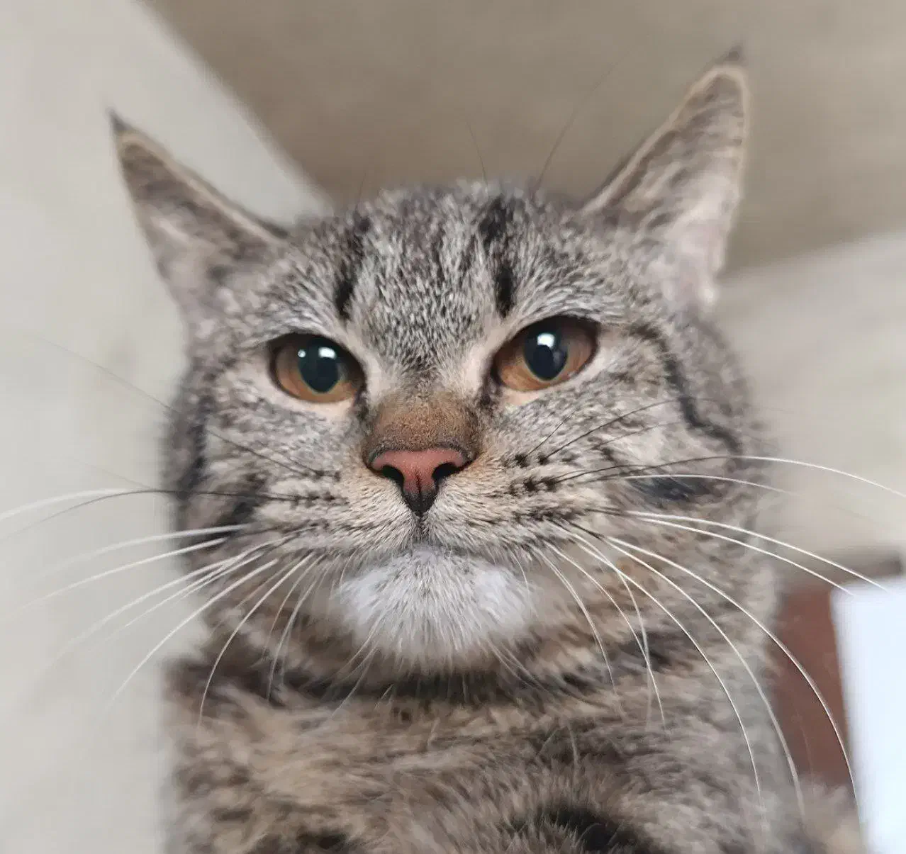 گربه|گربه|گرگان, |دیوار