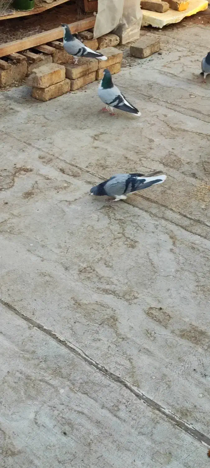 دمگیر خرقه سینه واز تهرونی|پرنده|ابریشم, |دیوار