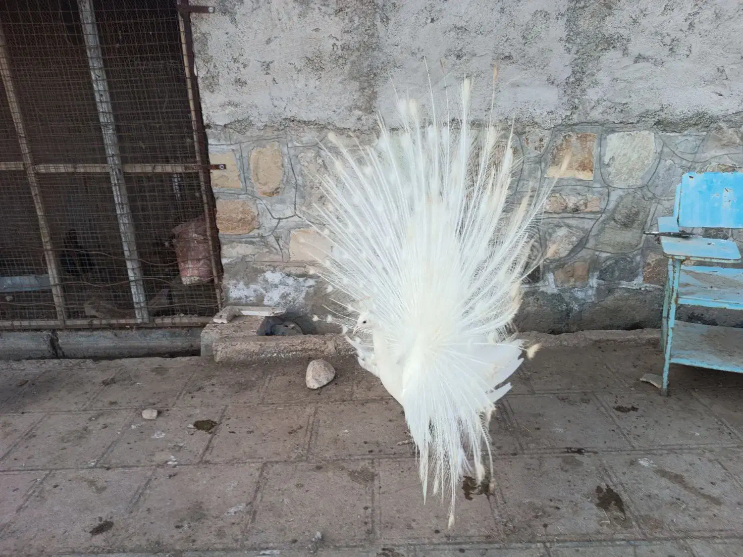 طاووس سفید گم شده|حیوانات|سبزوار, قصبه غربی|دیوار