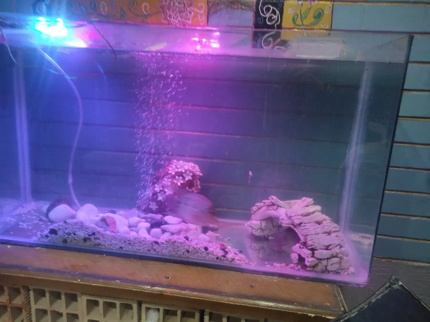 اکاواریوم|ماهی|نظرآباد, نظرآباد|دیوار