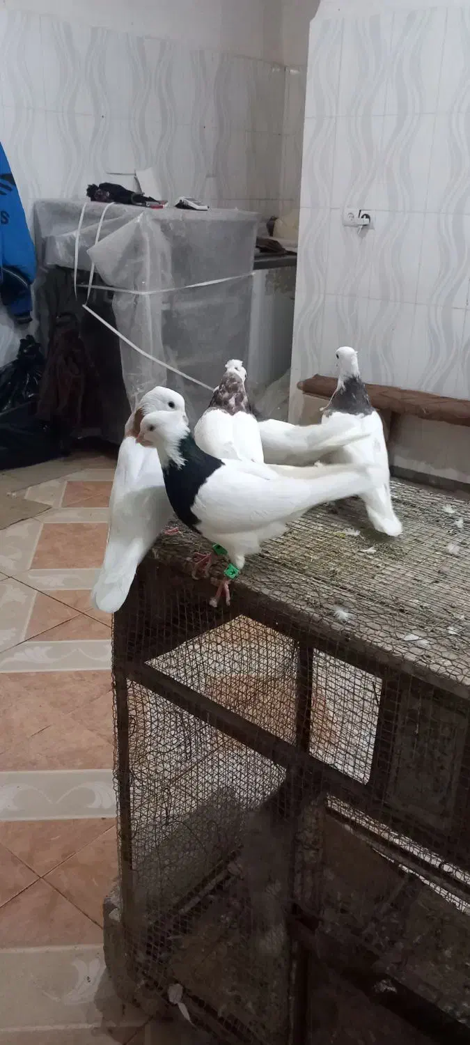 طوقی|پرنده|بستان آباد, |دیوار