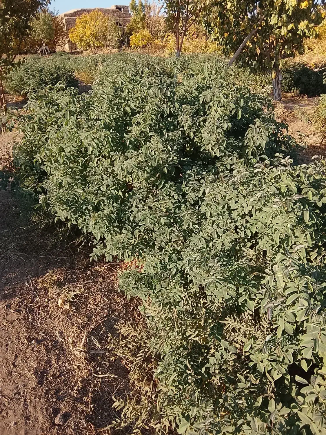 درختچه گل محمدی|گل و گیاه طبیعی|بادرود, |دیوار