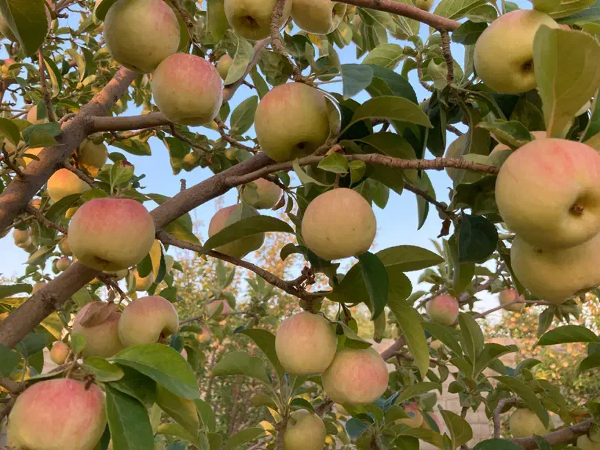 باغشهر کودیان آب پرده|فروش زمین و ملک کلنگی|شیراز, کودیان|دیوار