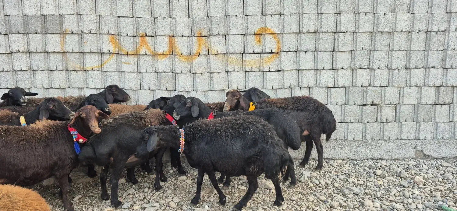 ۱۶راس میش و بره|حیوانات مزرعه|دزفول, |دیوار