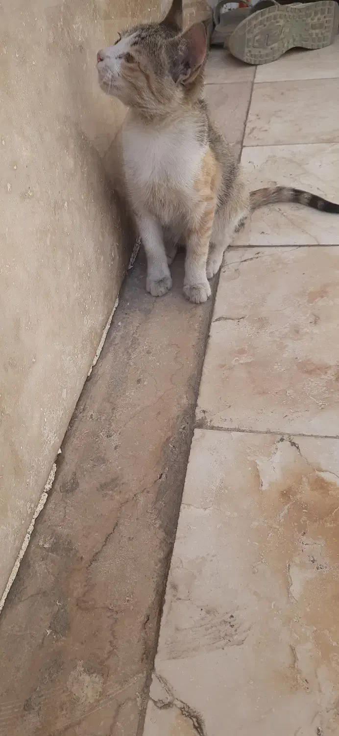 گربه گمشده|گربه|ساوه, |دیوار