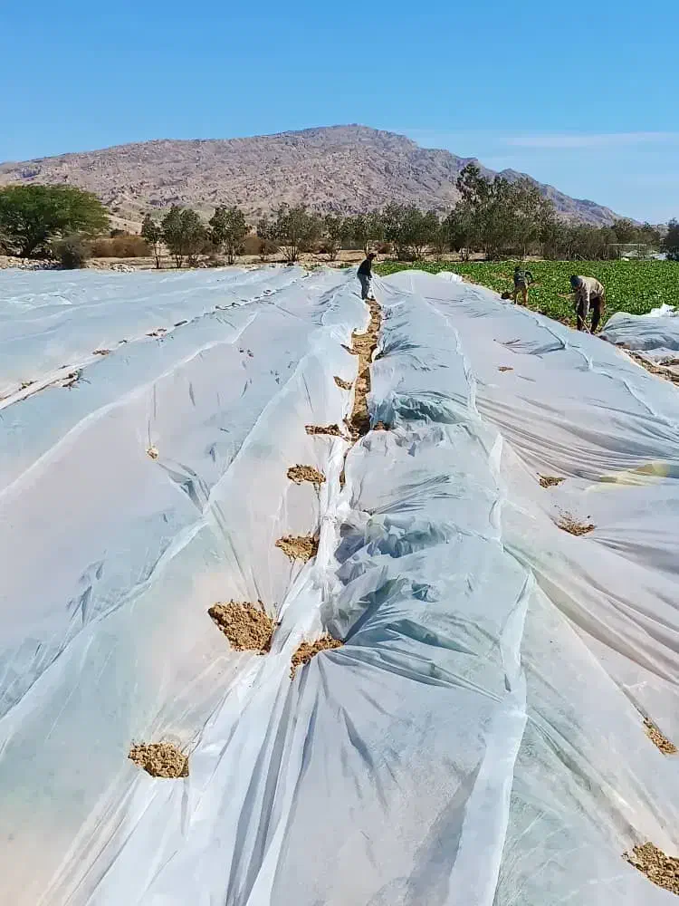 فوم - کاورضدسرمازدگگی|گل و گیاه طبیعی|جیرفت, |دیوار