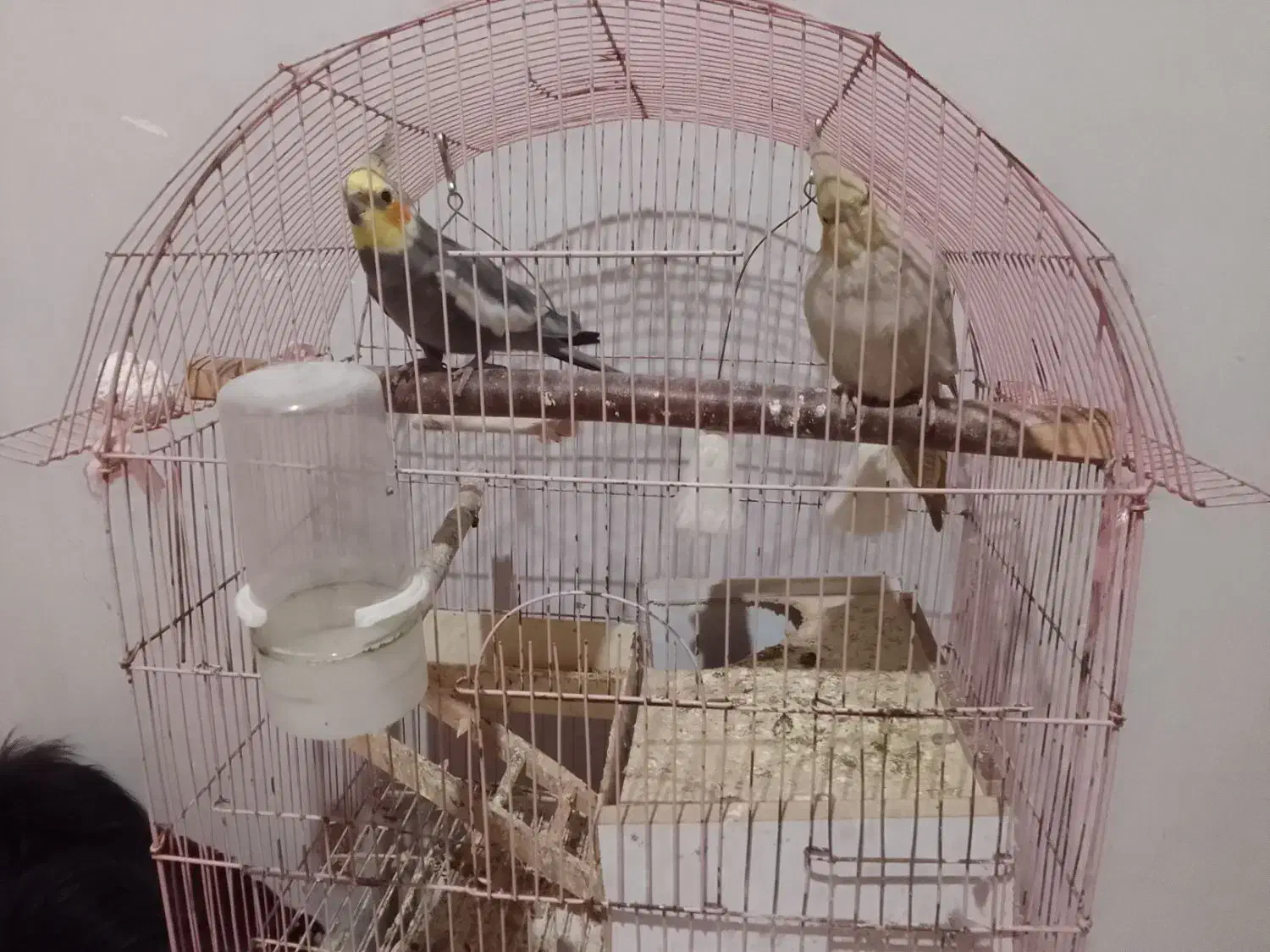 عروس هلندی|پرنده|کیاشهر, |دیوار