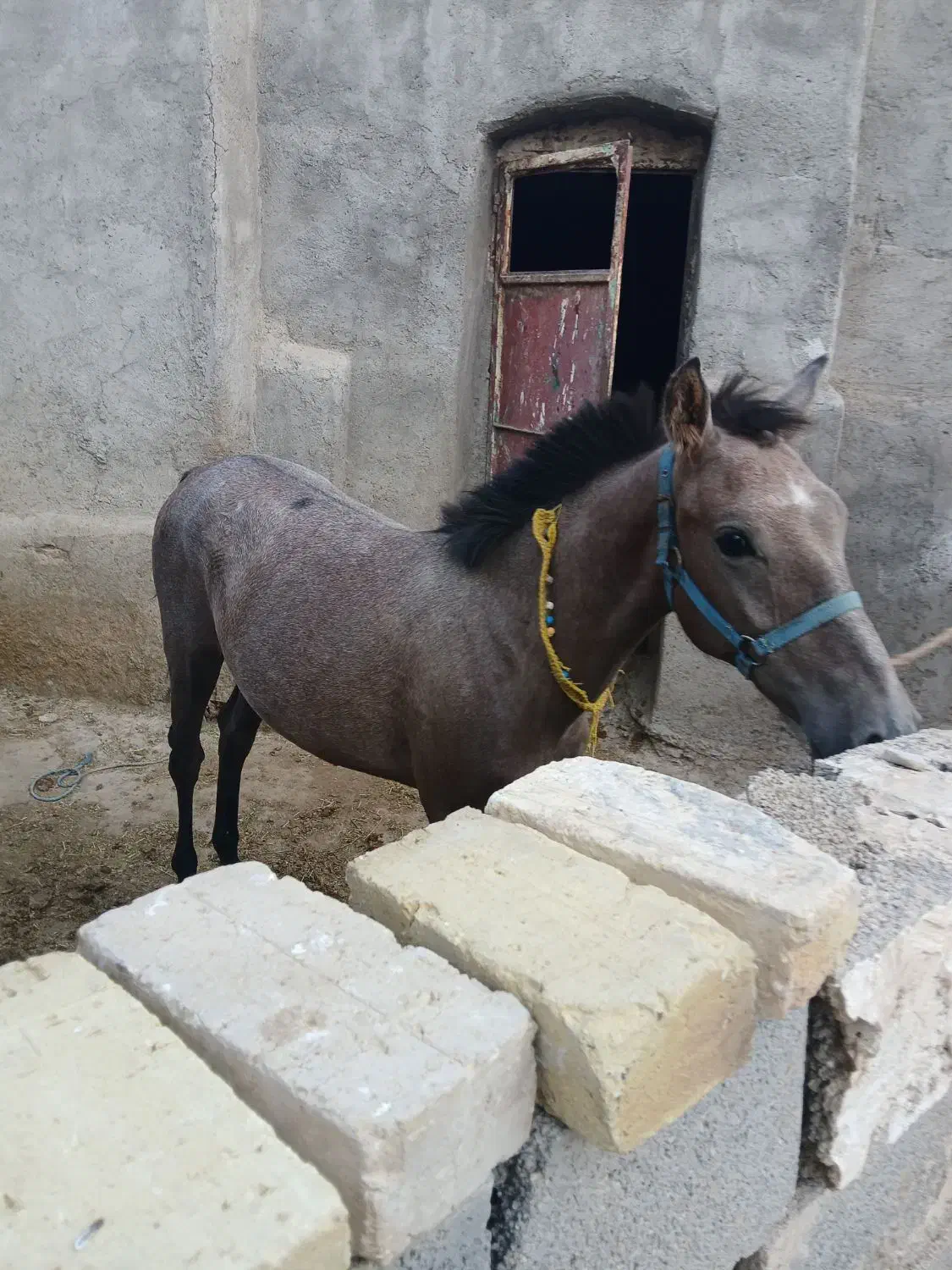 کره نریان کرد ۱۰ماهه|اسب و تجهیزات اسبسواری|کبودرآهنگ, |دیوار