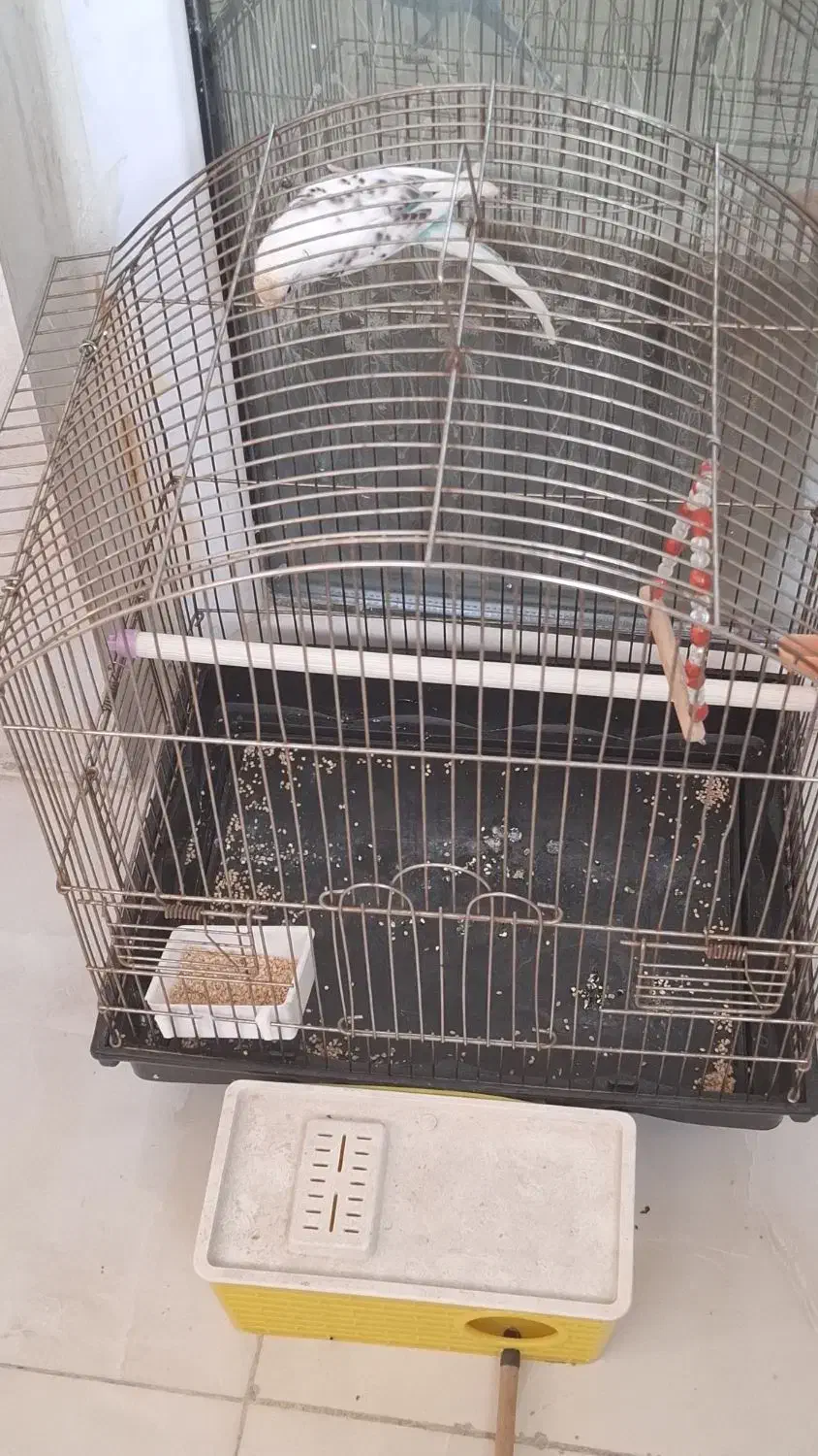 مرغ عشق ماده|پرنده|ری, دولتآباد|دیوار