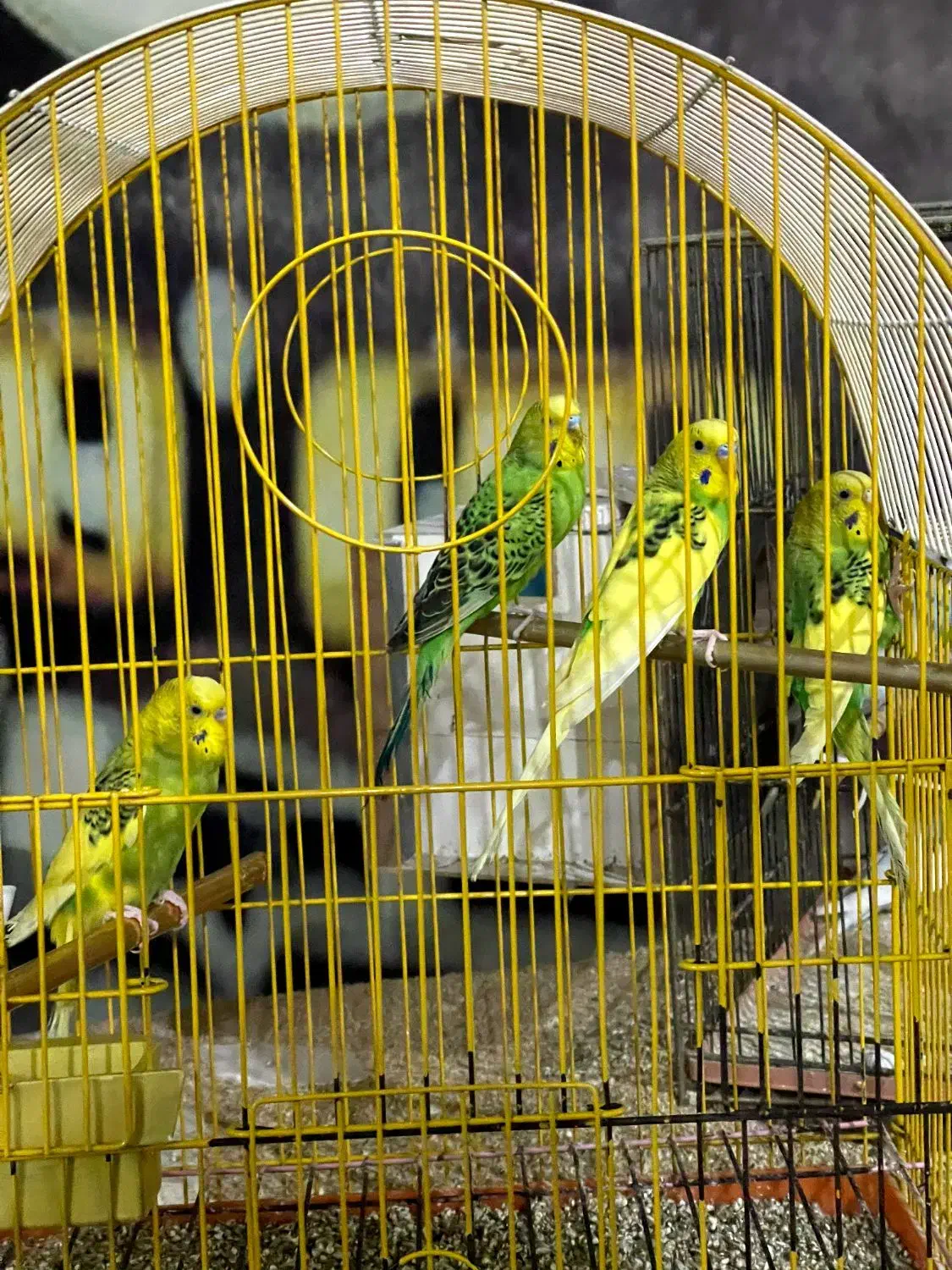 مرغ عشق|پرنده|قم, کلهری|دیوار