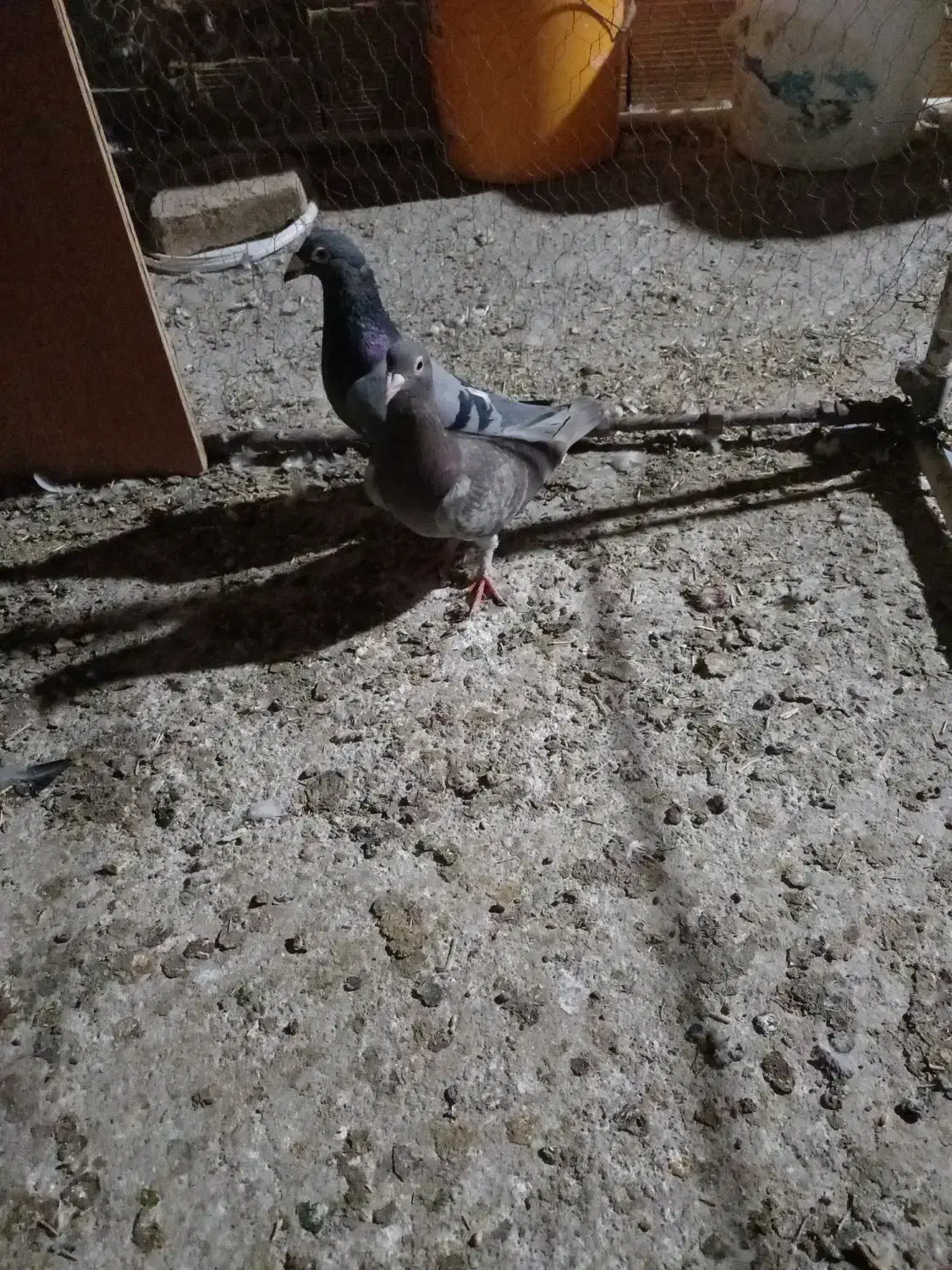 کبوتر فروش|پرنده|سبزوار, قصبه شرقی|دیوار