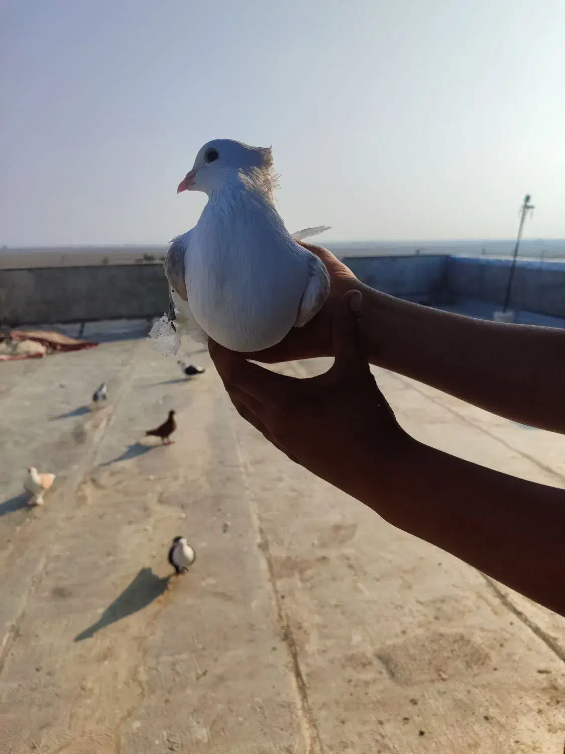 کبوتر عالی|پرنده|گنبد کاووس, |دیوار