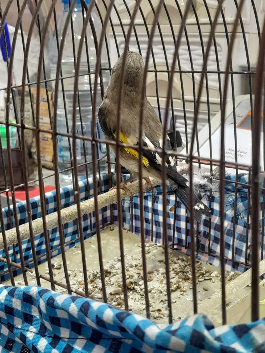 سهره کرمانی|پرنده|مسجد سلیمان, |دیوار