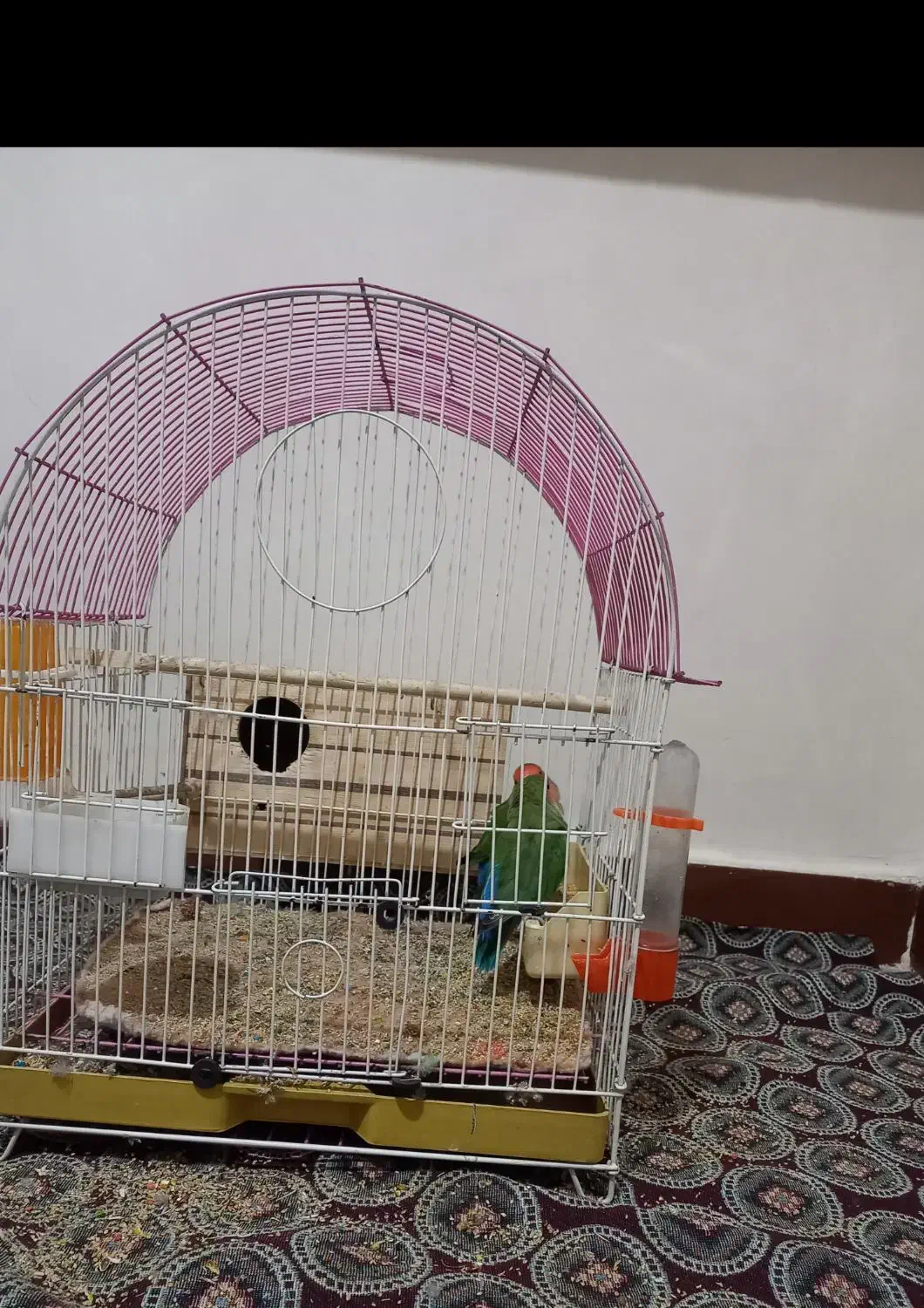 طوطی برزیلی نرو ماده|پرنده|محمدشهر, محمدشهر|دیوار