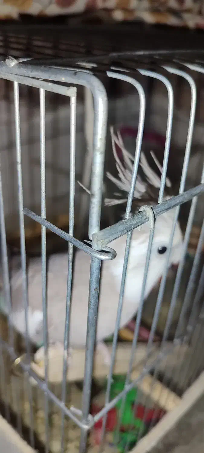 باسلام خدمت دوستان عزیز|پرنده|میناب, |دیوار