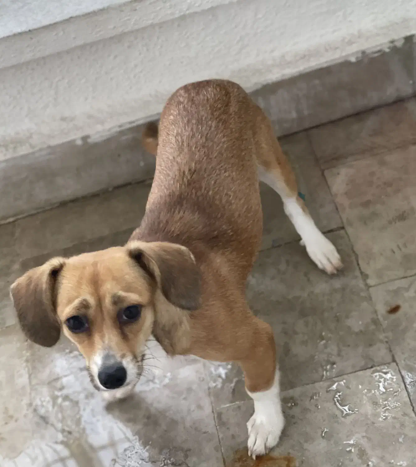 سگ ۷ماهه نژاد جک راسل اشپیتز|سگ|رشت, انصاری|دیوار