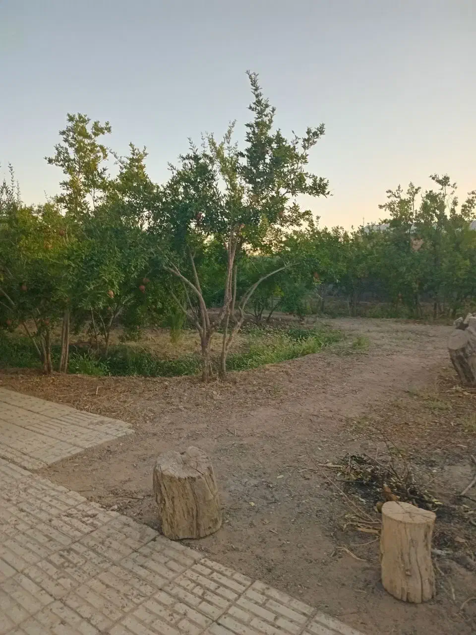 باغ انار همراه با خانه فردوس خراسان جنوبی|فروش خانه و ویلا|اسلامیه, |دیوار