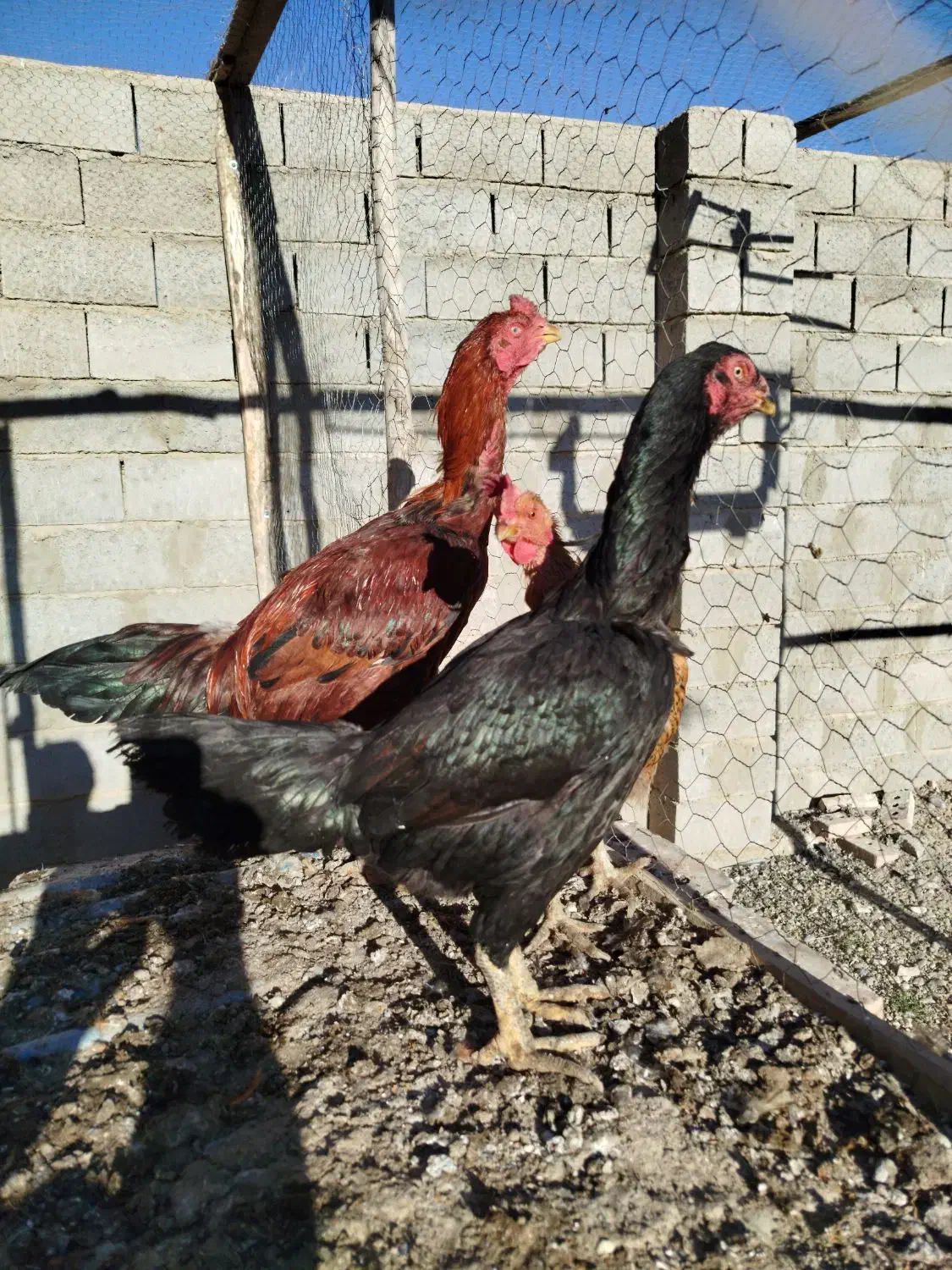 خروس و مرغ لاری و محلی|حیوانات مزرعه|چهاربرج, |دیوار