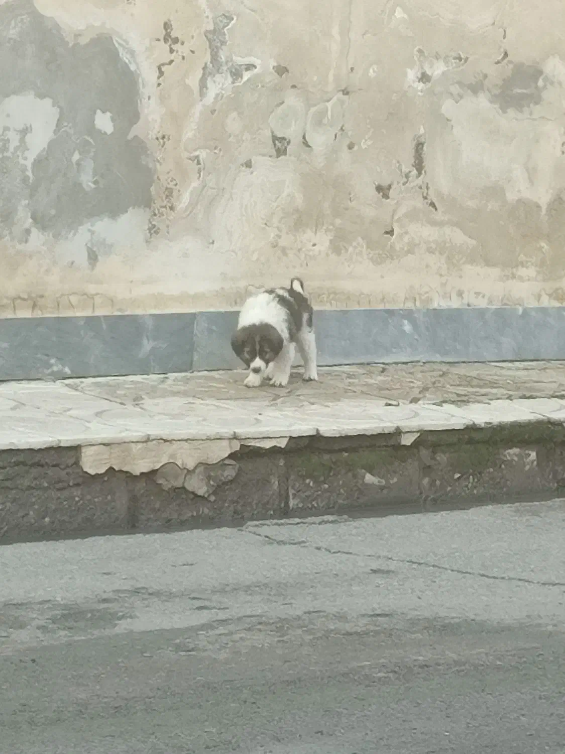 سگ پاکوتاه|حیوانات|پارس‌آباد, |دیوار