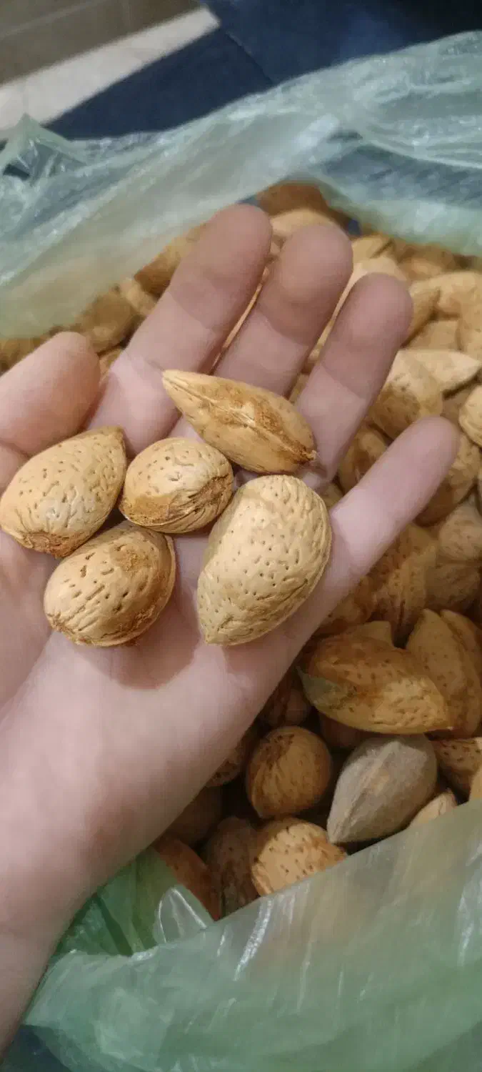 بادام درختی تلخ|خوردنی و آشامیدنی|تهران, جمال‌زاده|دیوار
