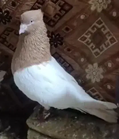 پرنده کله زرد|پرنده|خرمآباد, |دیوار