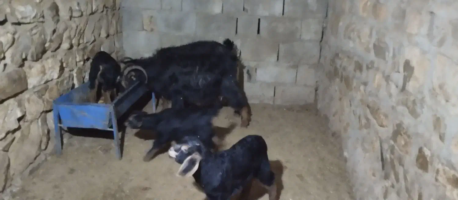 بز و بزغاله|حیوانات مزرعه|جوانرود, |دیوار