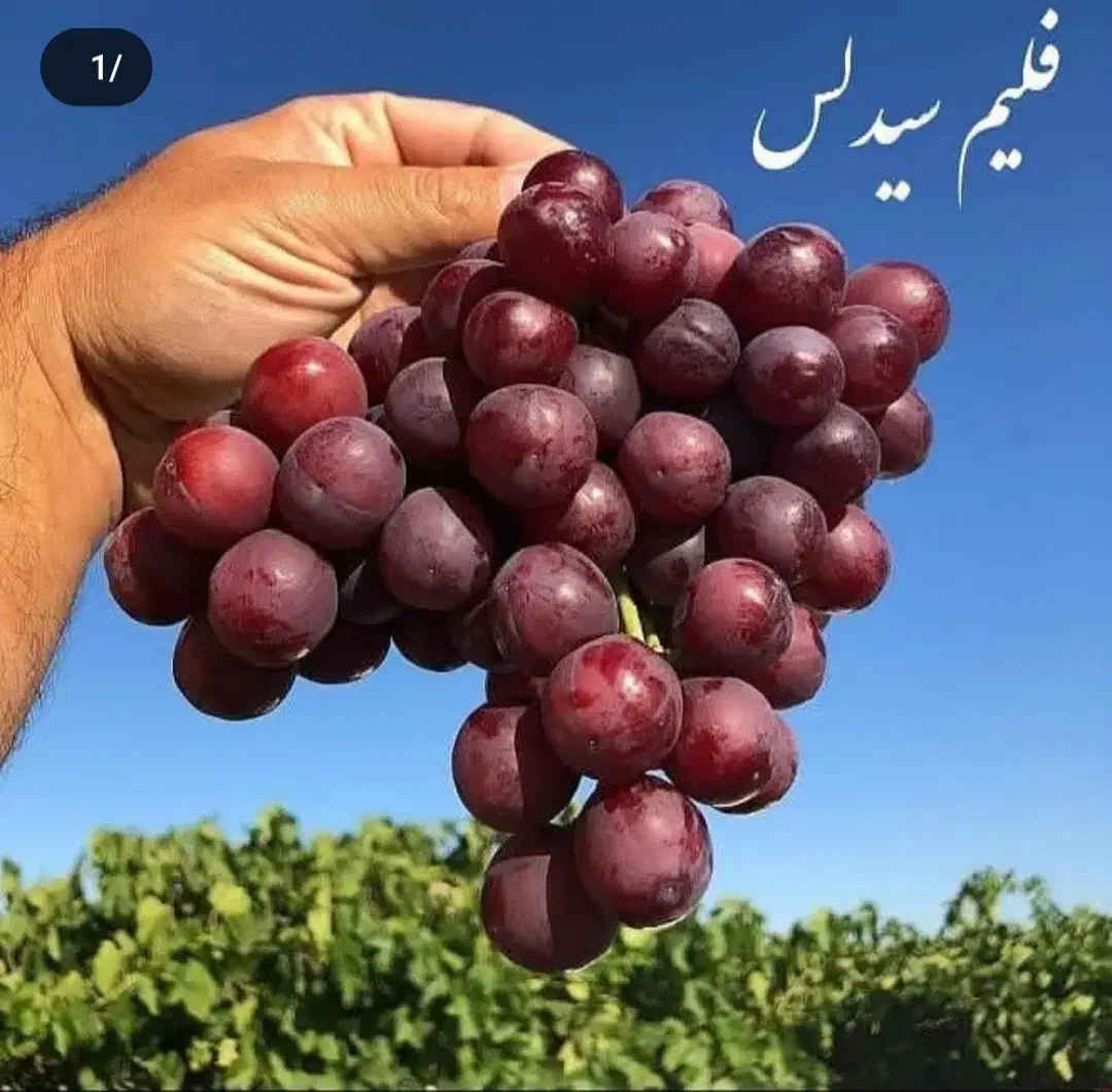 نهال انگور بی دانه|گل و گیاه طبیعی|شهریار, شهرک بهاران (ویره)|دیوار