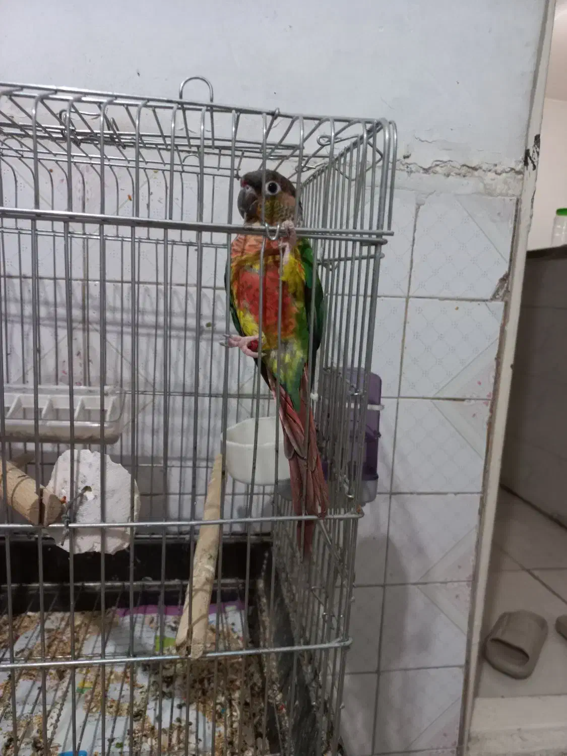 دو عدد طوطی گرینچیک ماده|پرنده|گلستان (تهران), |دیوار