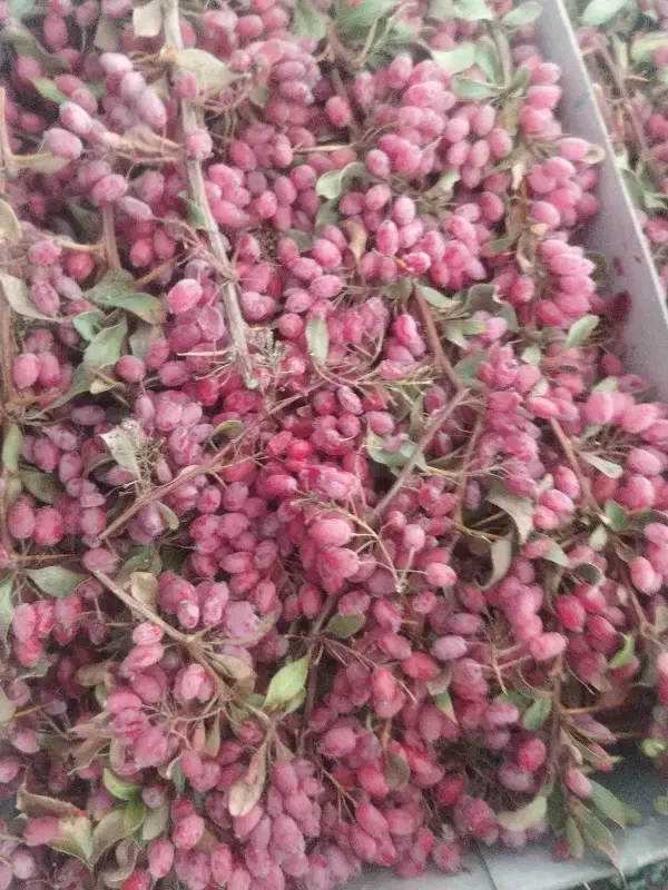 زرشگ تازه|خوردنی و آشامیدنی|سده (خراسان جنوبی), |دیوار