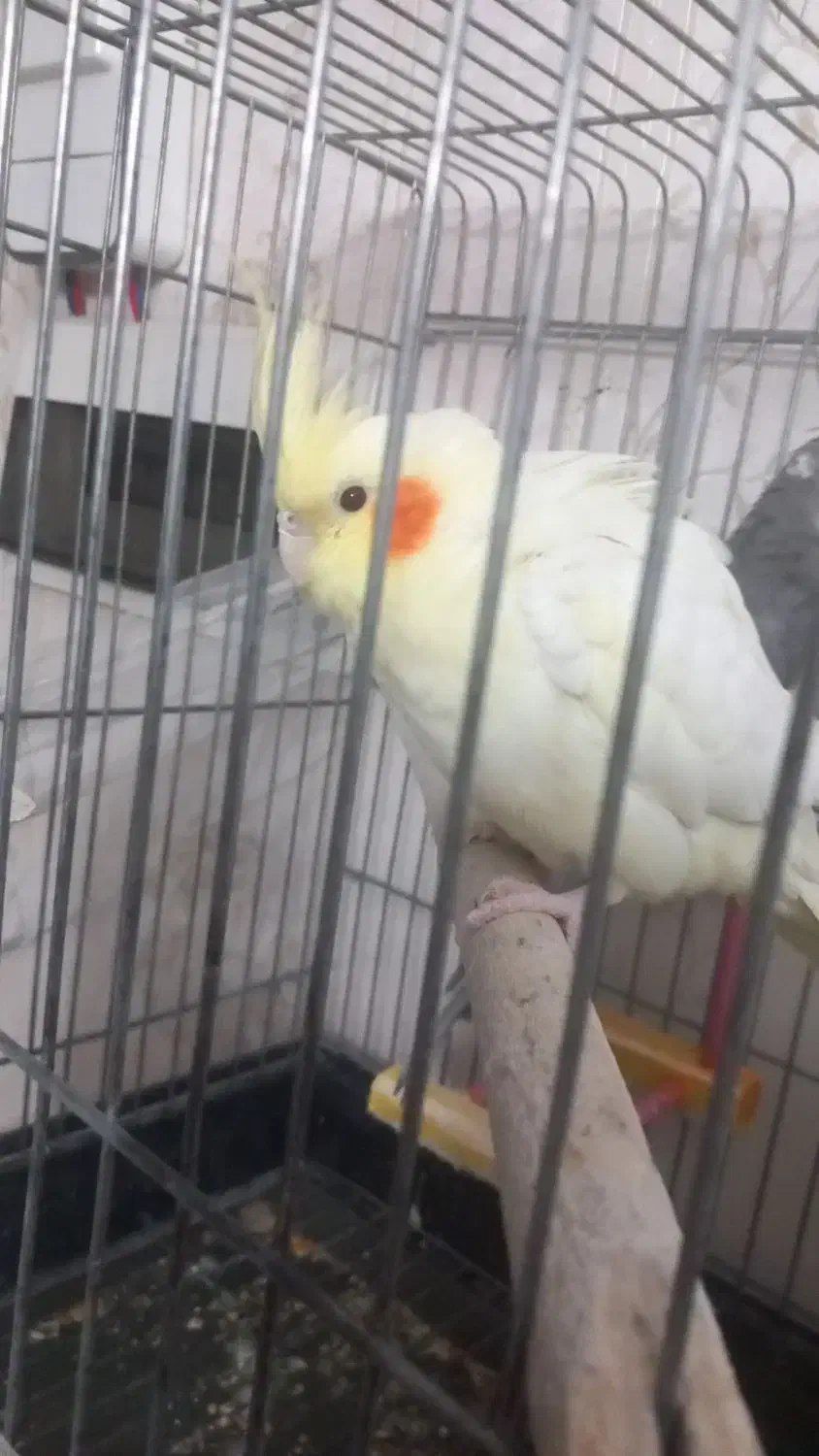 عروس هلندی|پرنده|شهریار, شهرک شاهد|دیوار