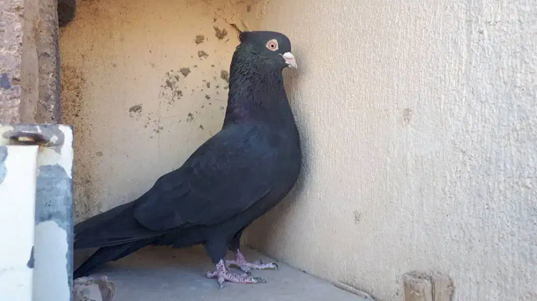 کبوتر زاغ|پرنده|سنندج, |دیوار