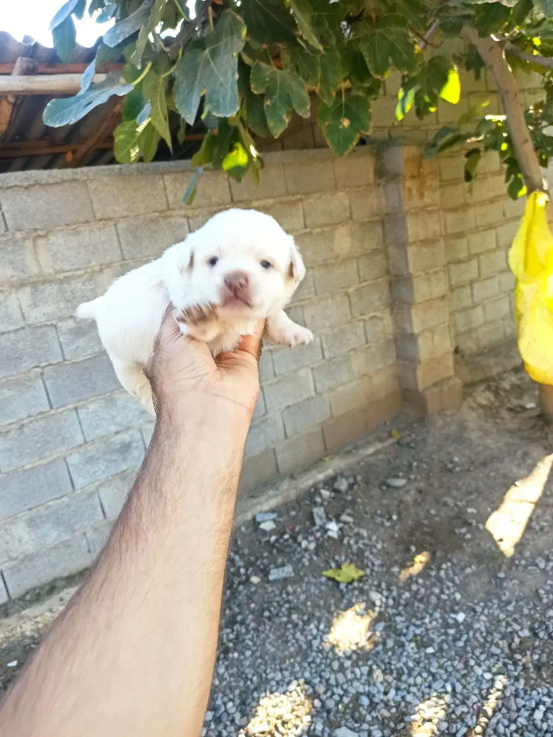 واگذاری پاکوتاه|سگ|آق قلا, |دیوار