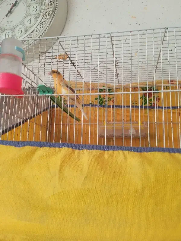 قناری|پرنده|خوشاب, |دیوار