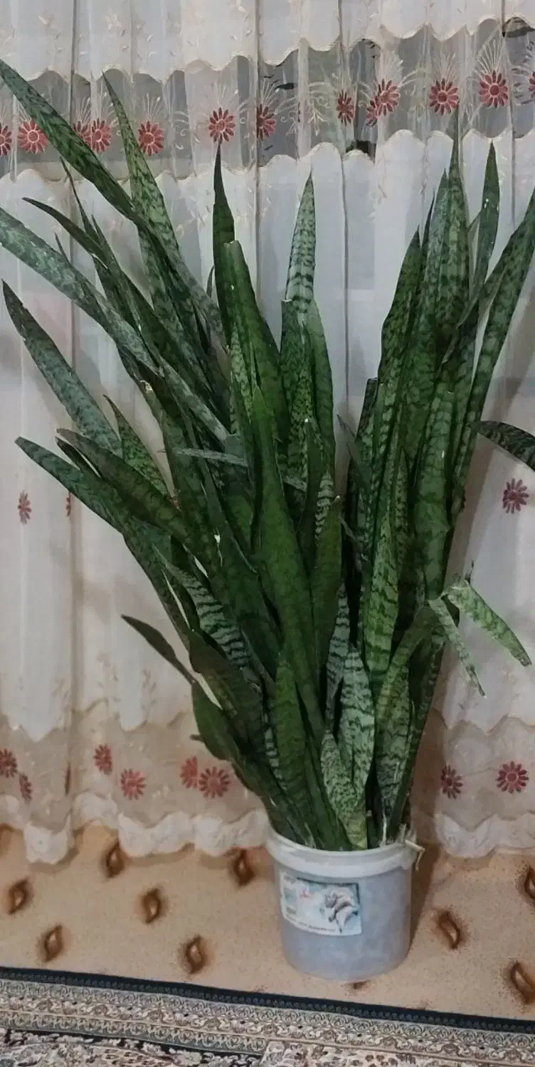 گل سانسوریا|گل و گیاه طبیعی|بجنورد, |دیوار