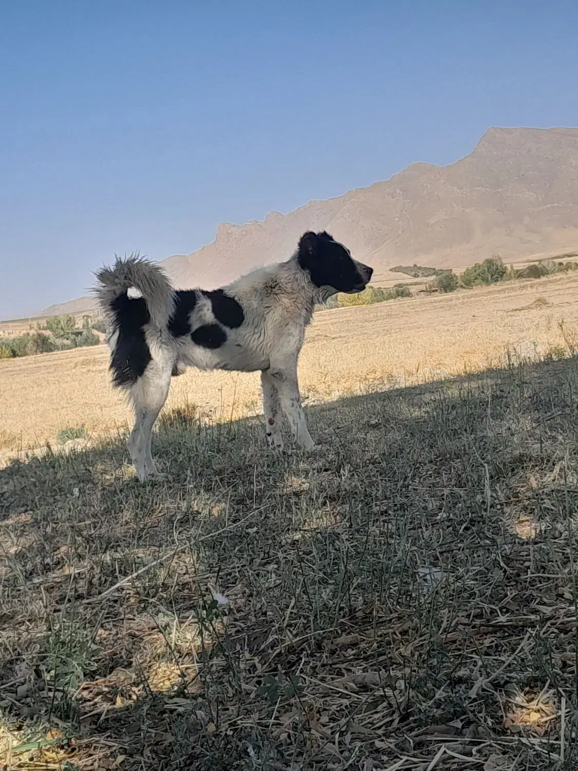 گله ای دهن پاک|سگ|زنده رود, |دیوار