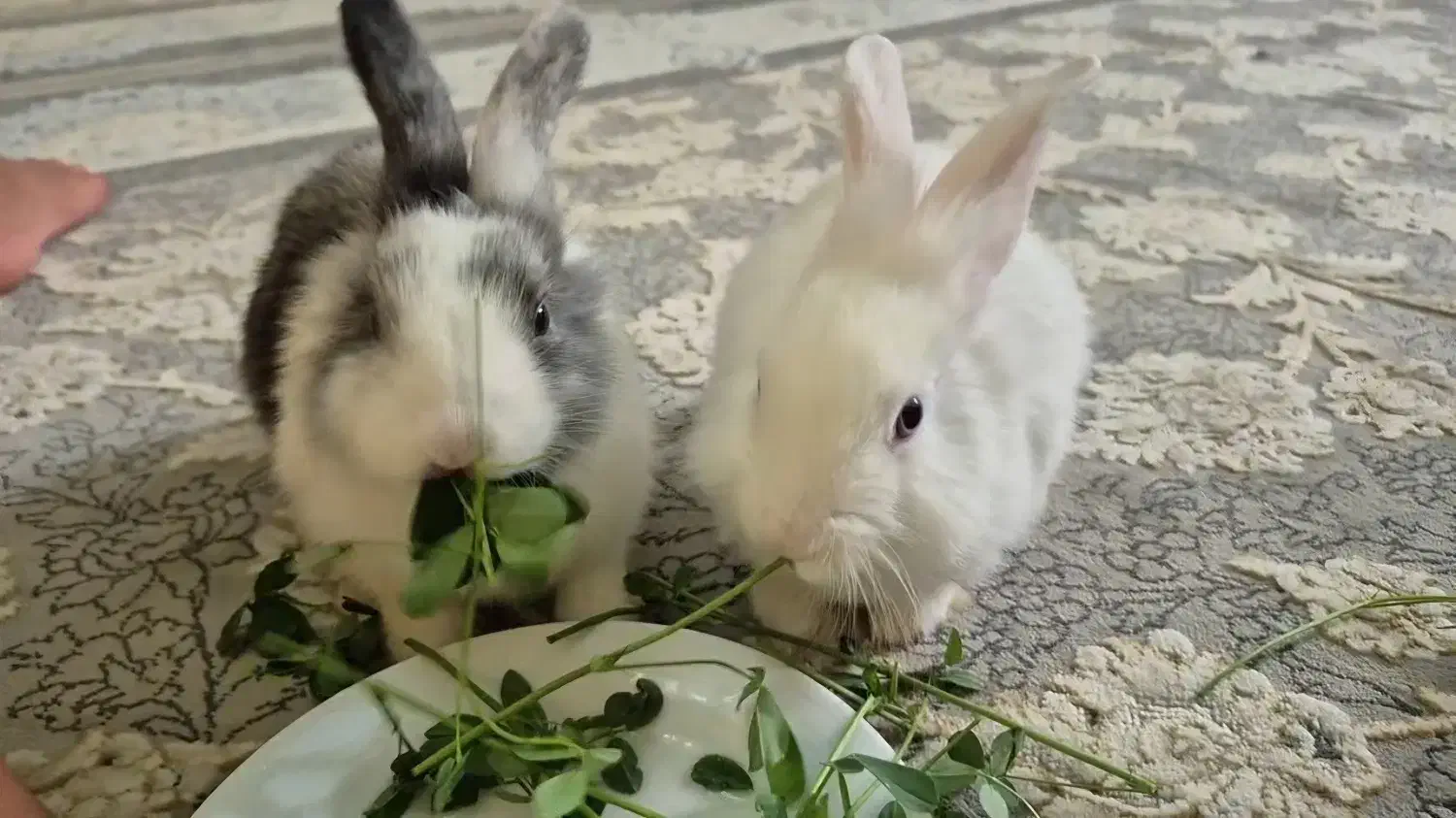 خرگوش|موش و خرگوش|اشنویه, |دیوار