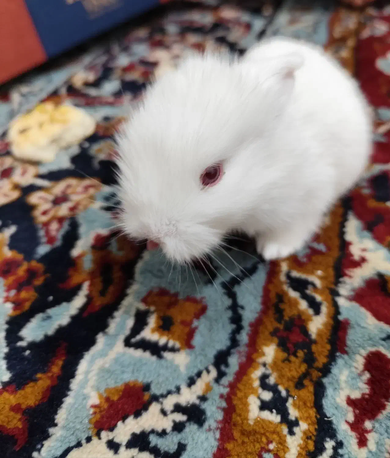 خرگوش کوچیک بازیگوش|موش و خرگوش|تبریز, |دیوار