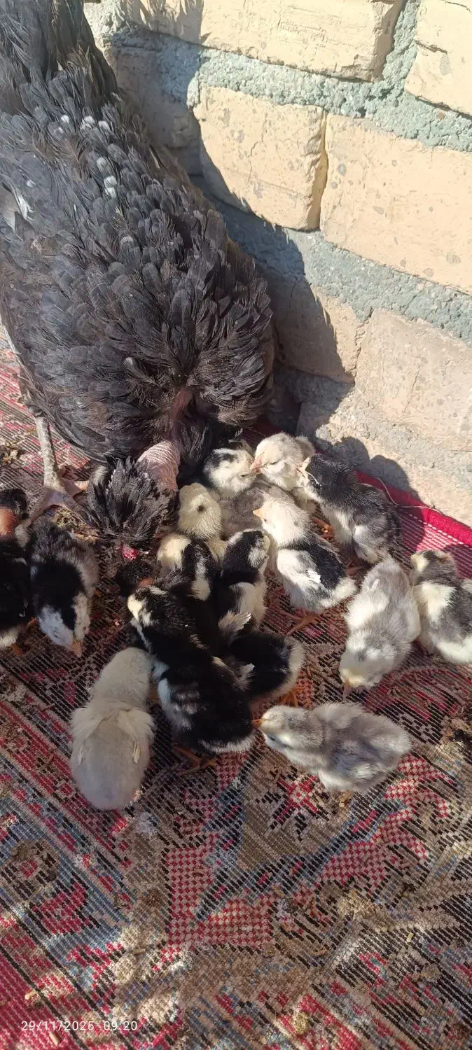 فروش جوجه گلین|حیوانات مزرعه|شیراز, عفیفآباد|دیوار