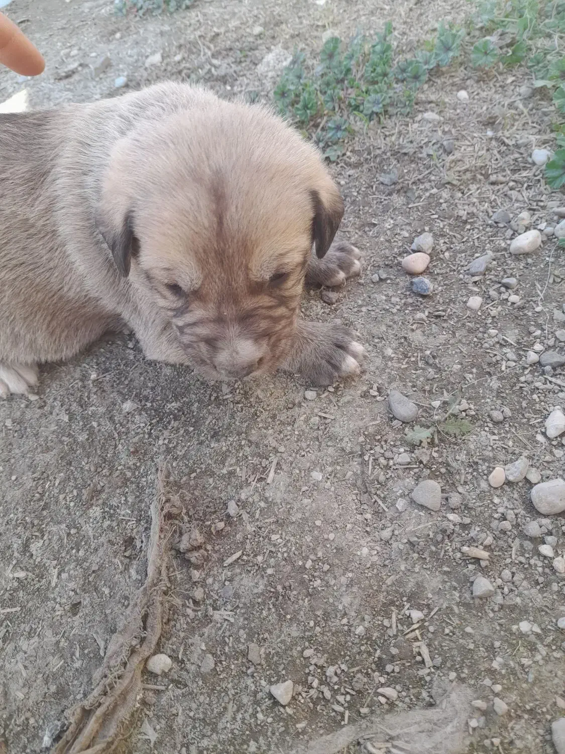 واگذاری|سگ|گنبد کاووس, |دیوار