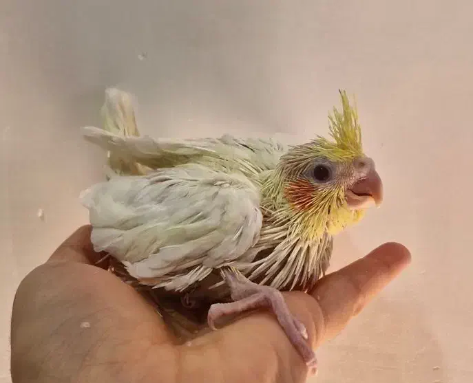 عروس هلندی سرلاکی نزدیک دان خور|پرنده|میناب, |دیوار