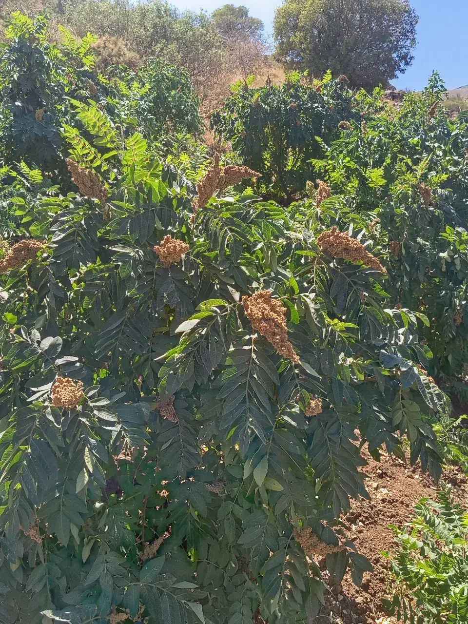 نهال سماق سردشت|خدمات باغبانی و درختکاری|سردشت, |دیوار