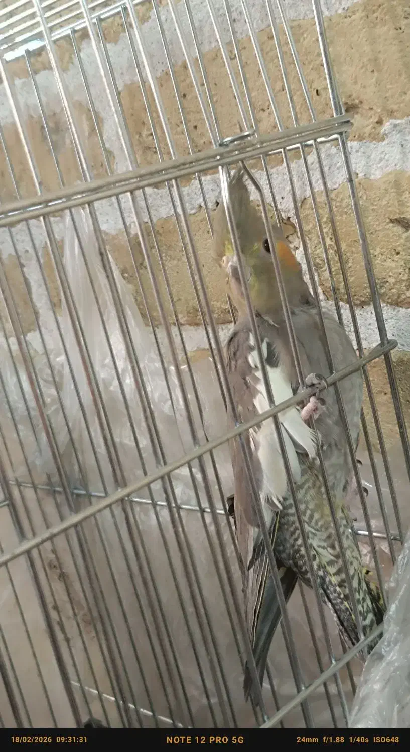 عروس هلندی|پرنده|یزد, |دیوار