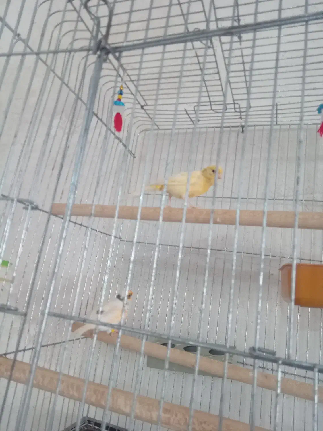 قناری نرو ماده خوب مست اماده تخم|پرنده|خورموج, |دیوار